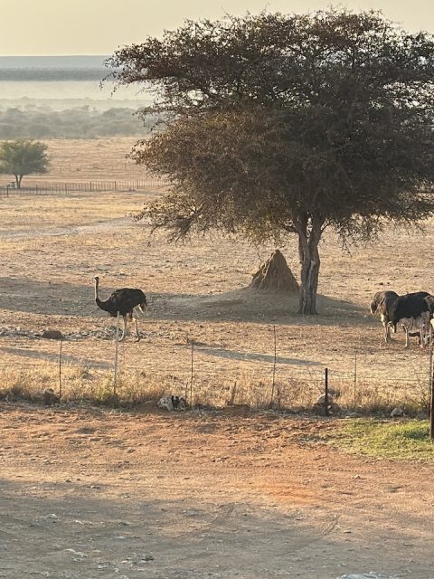 Wildtiere am Zaun unter einem Baum