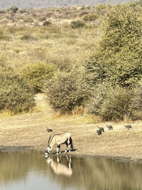 Oryxantilope am Wasserloch