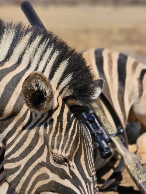 Zebra nach der Jagd mit angelehntem Gewehr