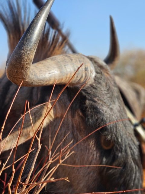 Gnu im trockenen Gras nach der Jagd